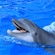 A dolphin swimming in a pool in Puerto Vallarta